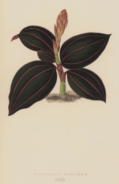 Anoectochilus Rubro-Venia by English School